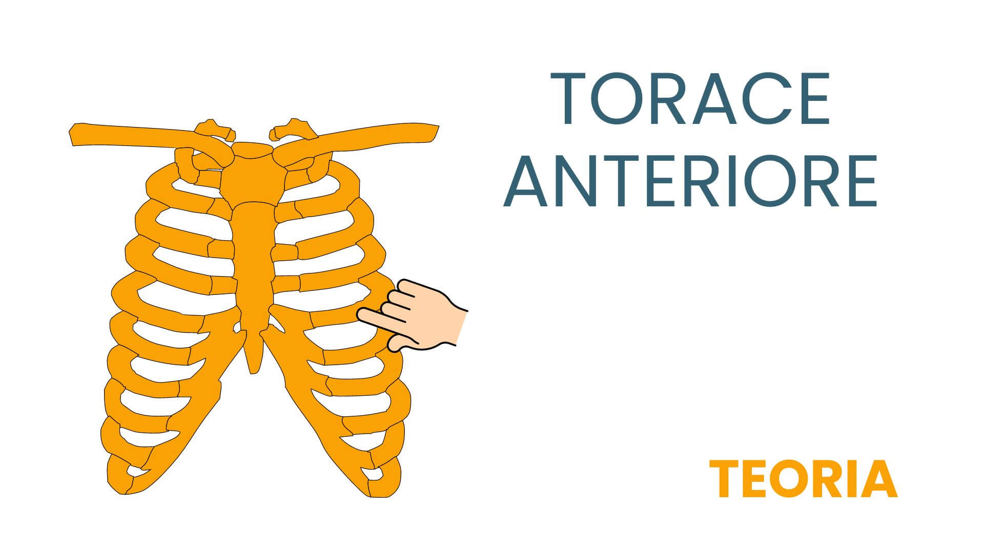 Copia di CERVICALE TEORIA 2