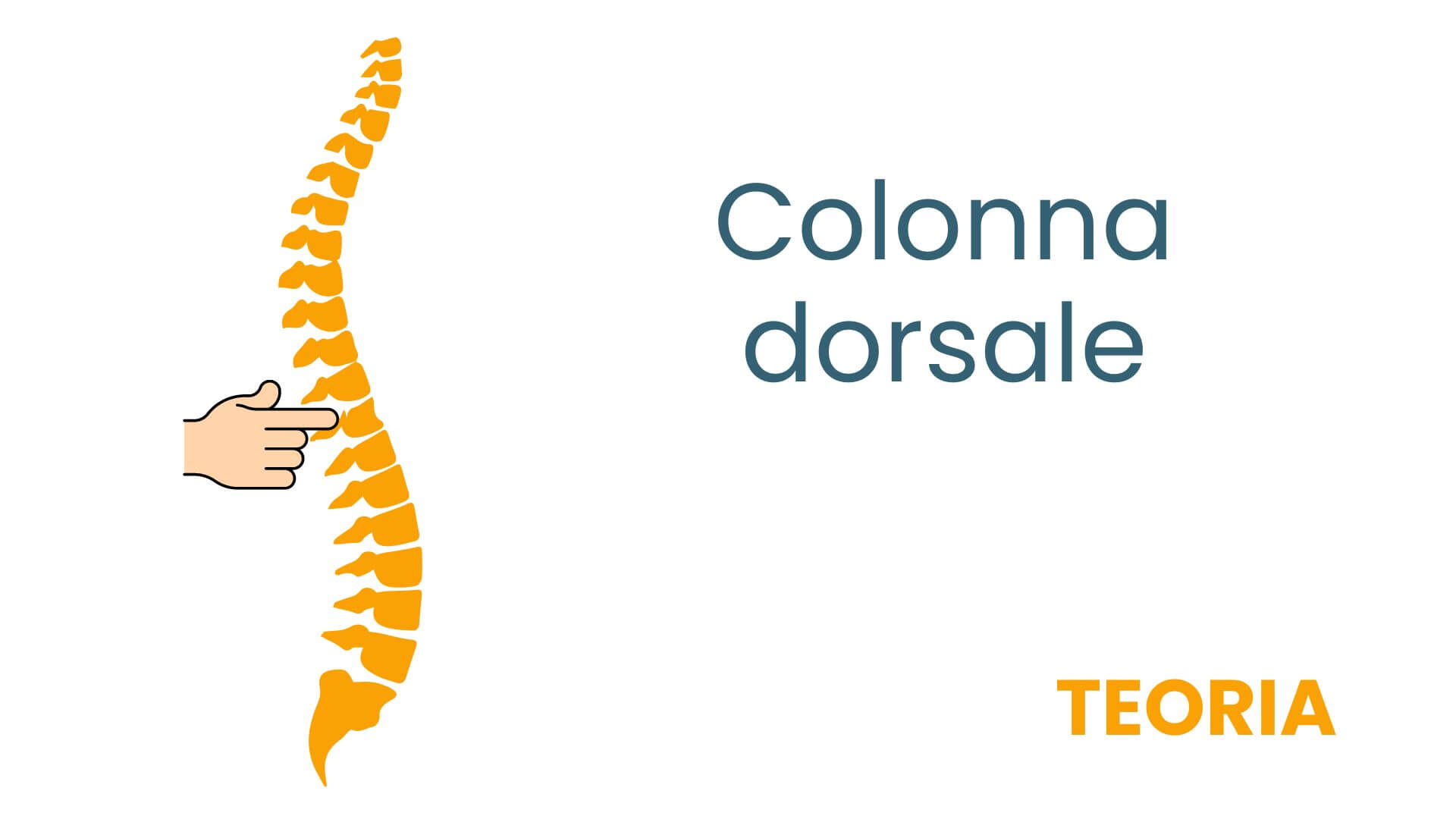 Copia di colonna lombo dorsale (1)