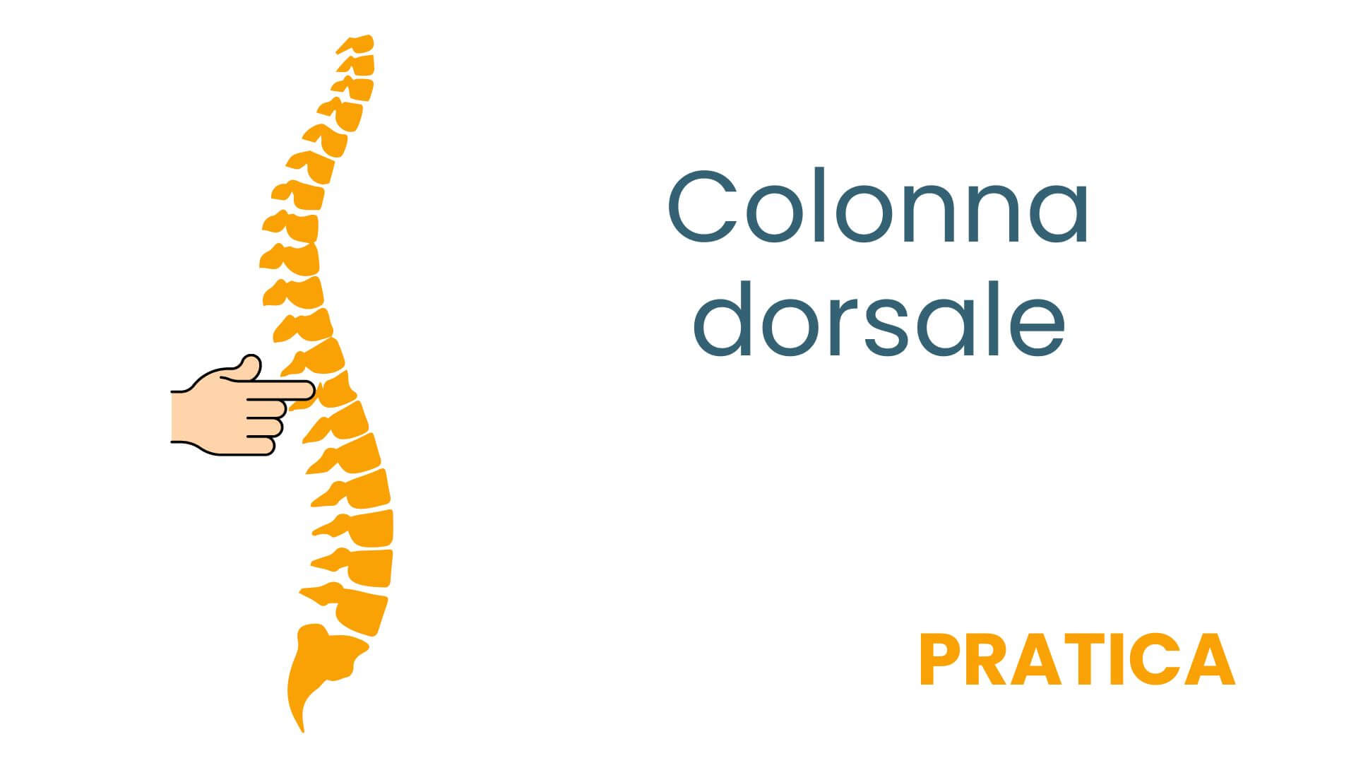 Copia di colonna lombo dorsale (2)