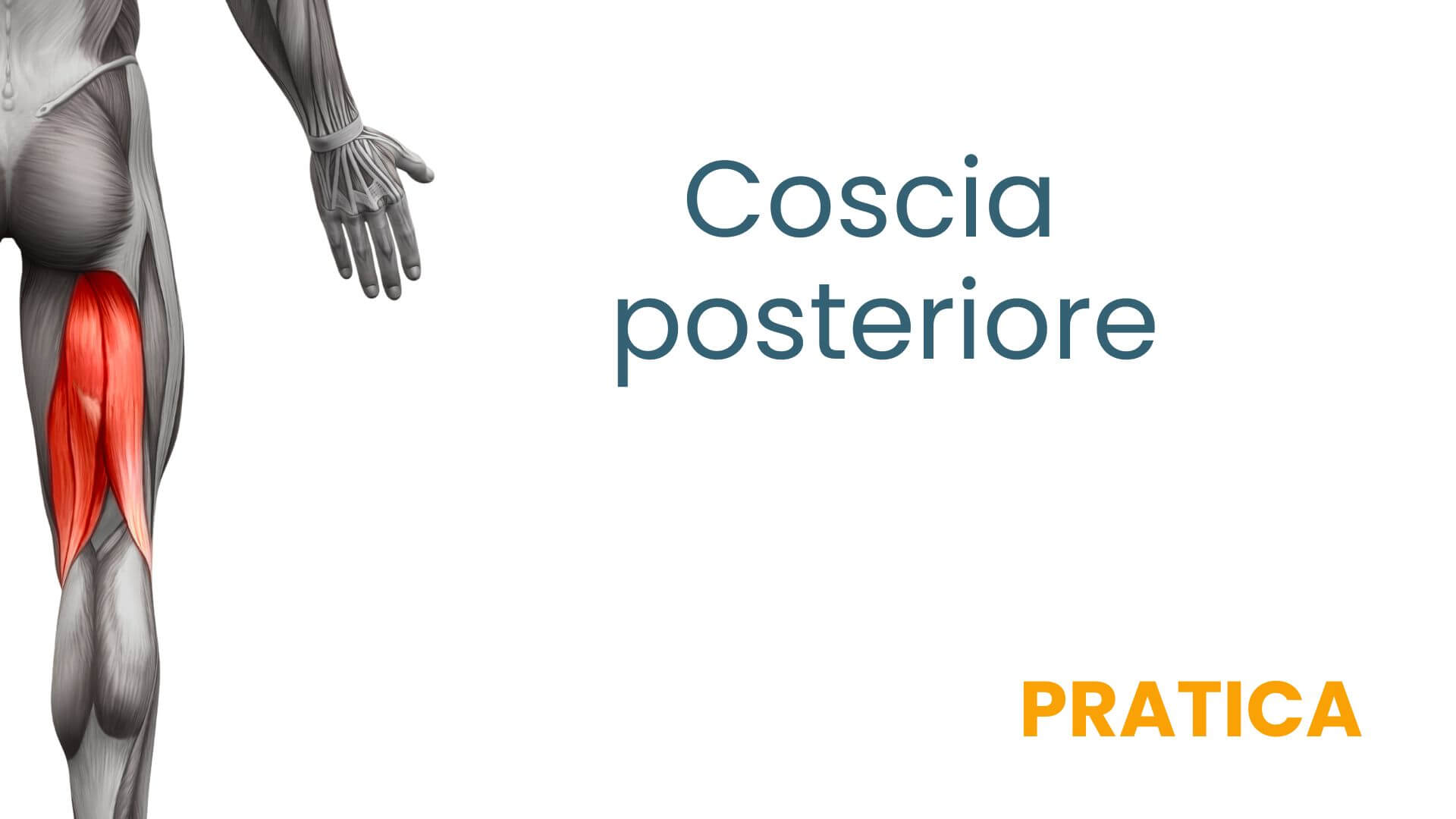 Copia di gluteo (1)