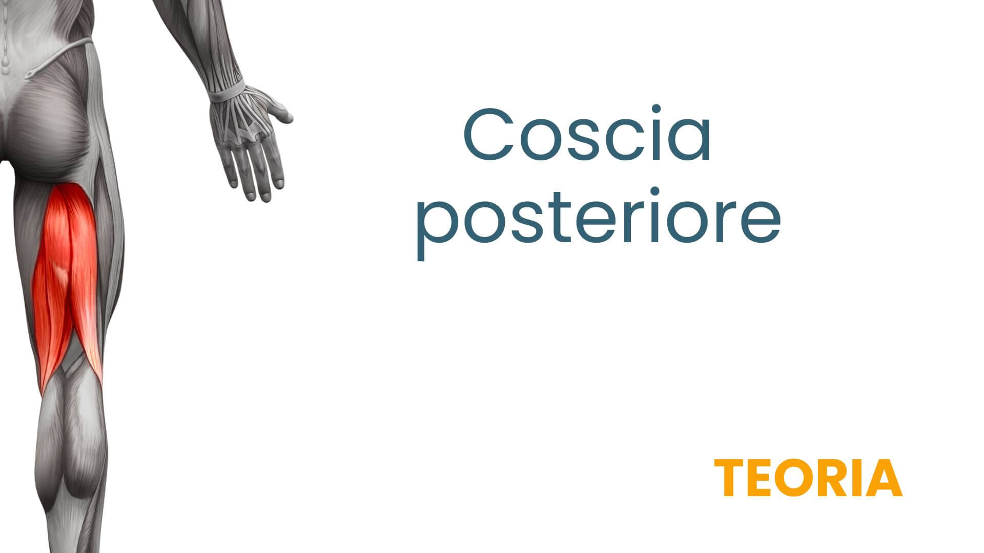 Copia di gluteo
