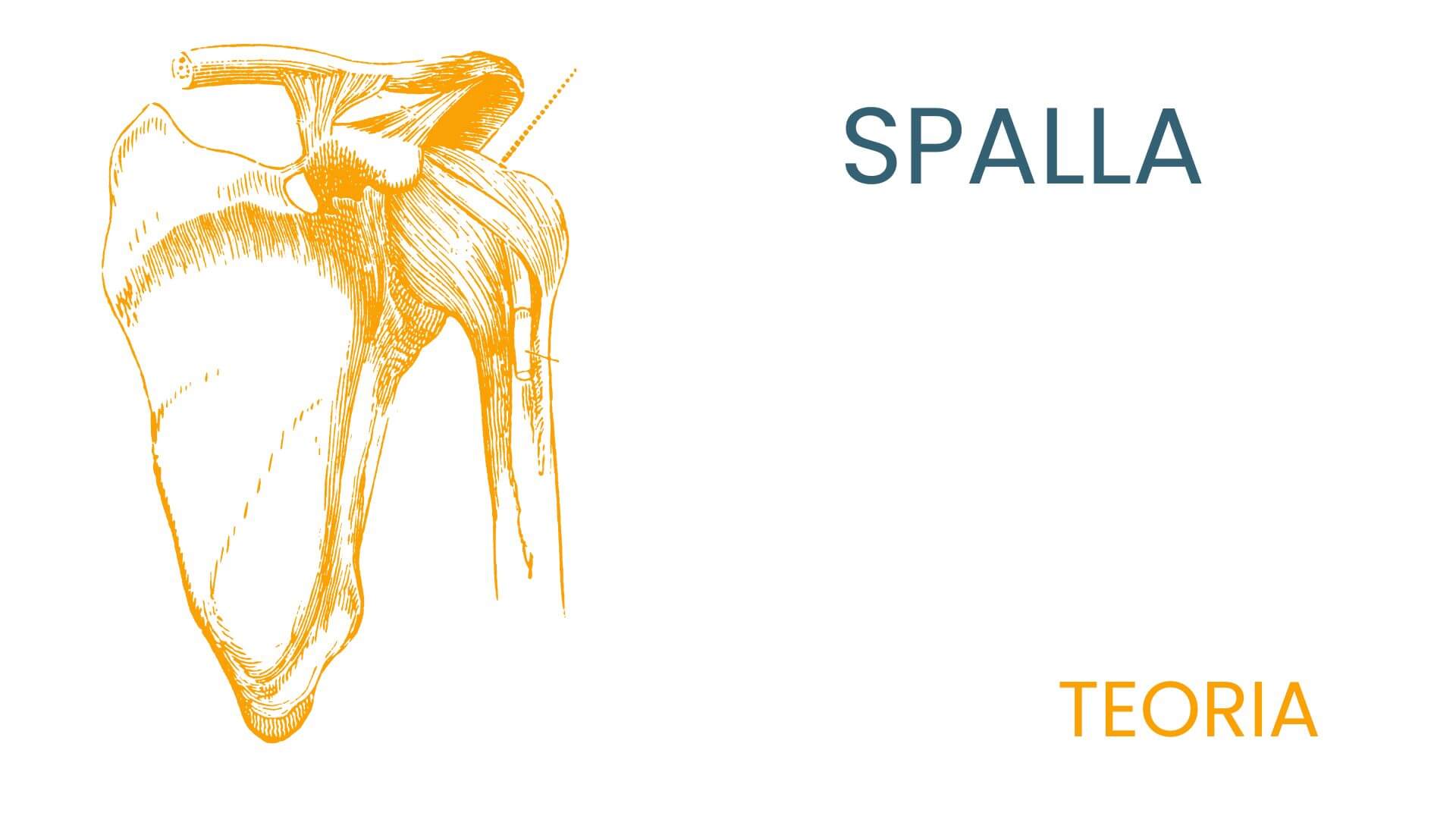 _DORSALE TEORIA4 SPALLA