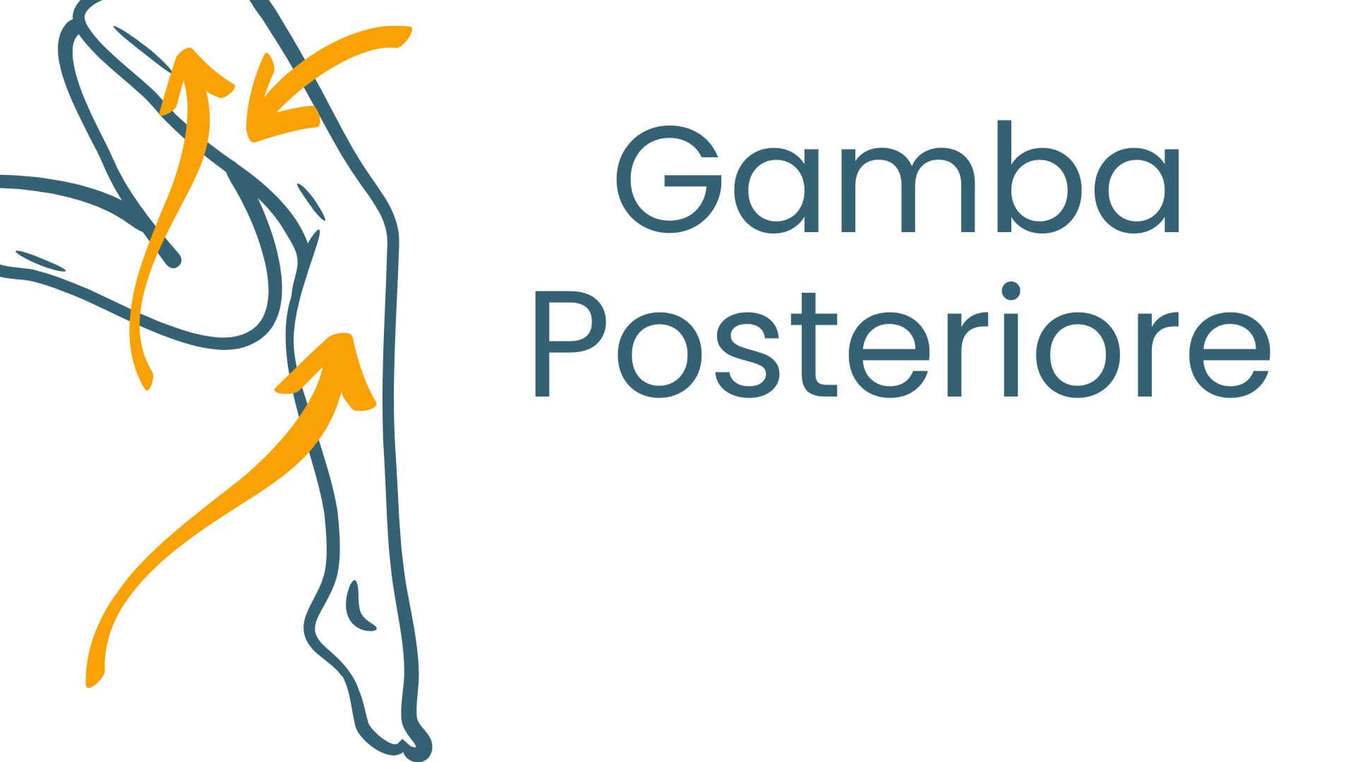 Gamba posteriore