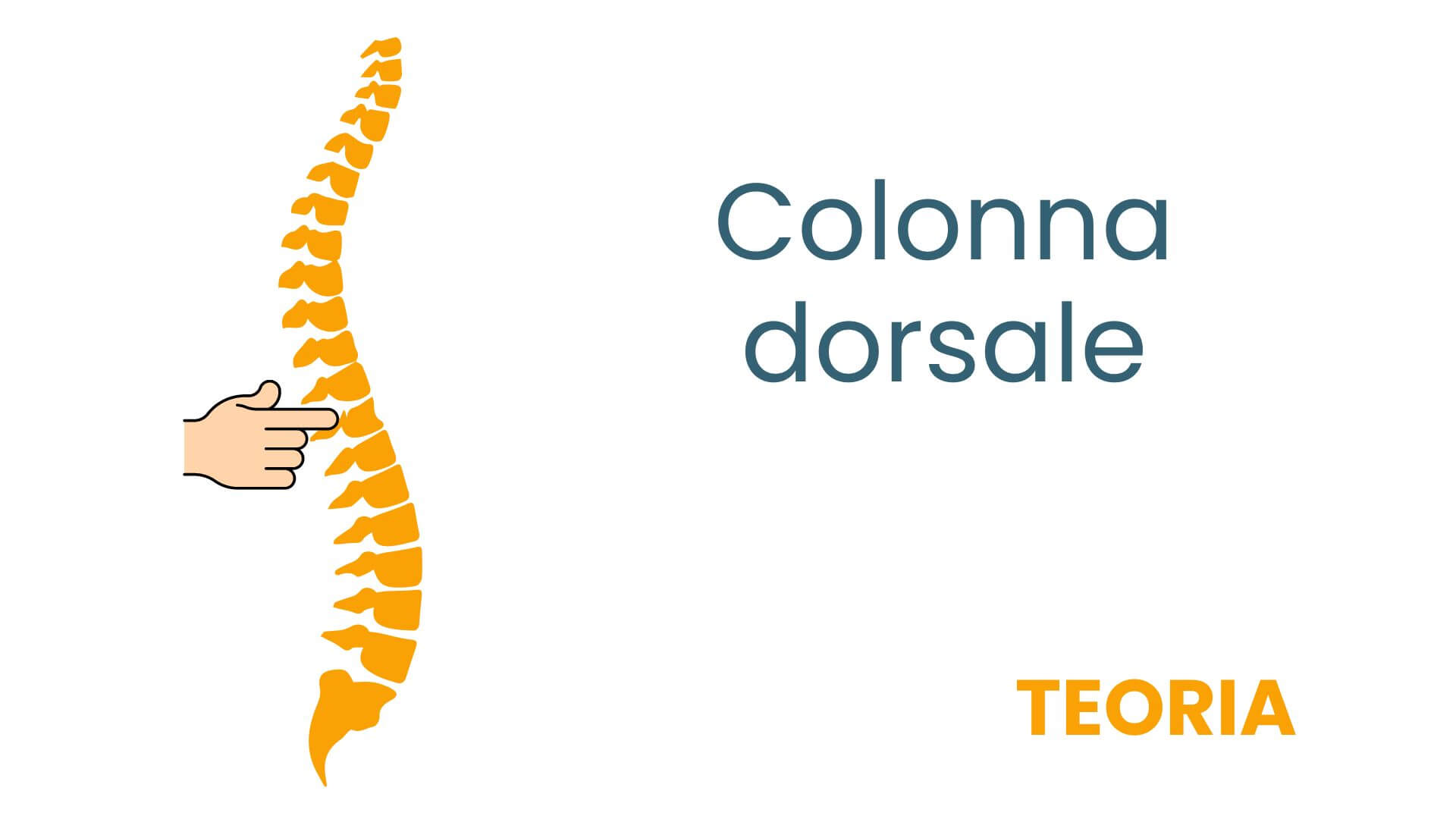 TEORIA DORSO2