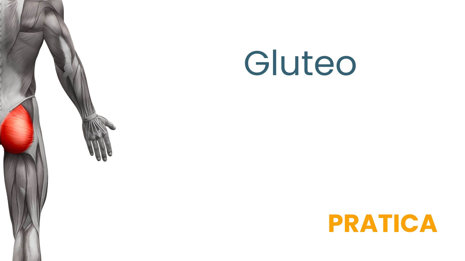 gluteo (1)