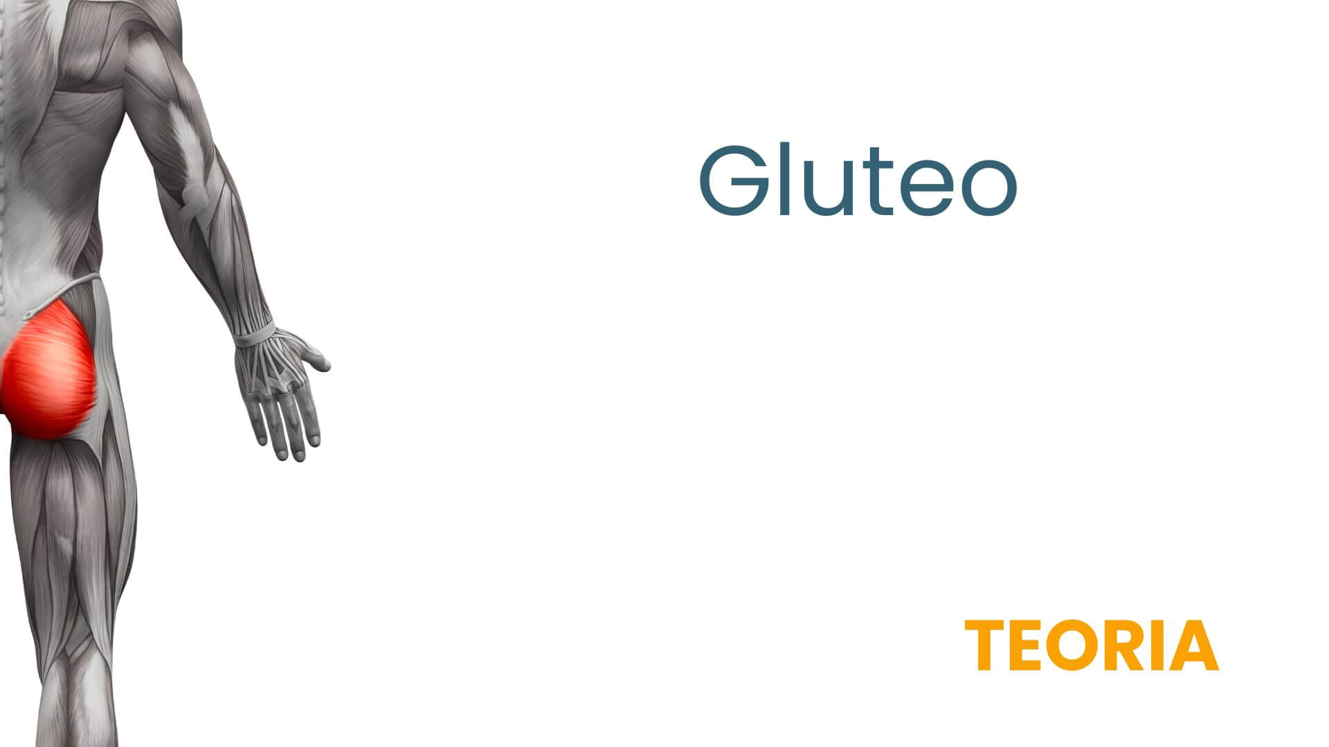 gluteo